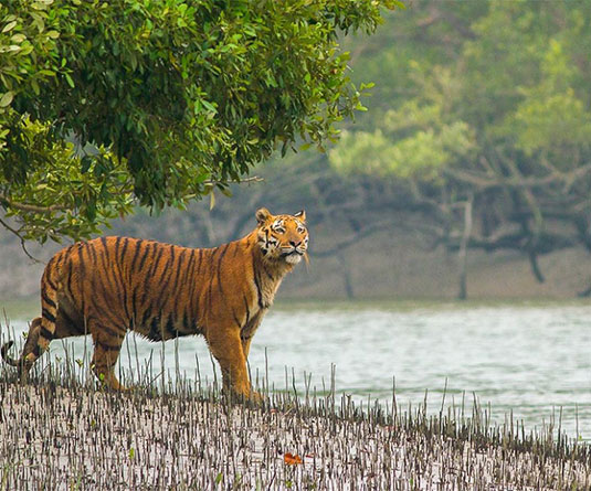 সুন্দরবন