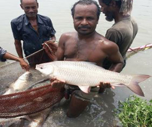 রাজধানীসহ সারাদেশে রাজশাহী অঞ্চলের উৎপাদিত বিভিন্ন প্রকার মাছের ব্যাপক চাহিদা রয়েছে