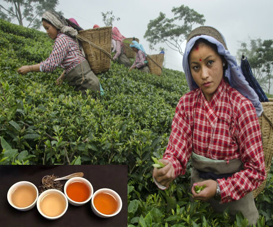 চা যুদ্ধ : নেপালের কাছে হেরে যাচ্ছে ভারত!