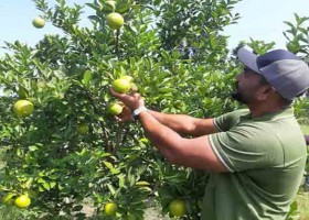 ফল রাজ্যে সমৃদ্ধির হাতছানি