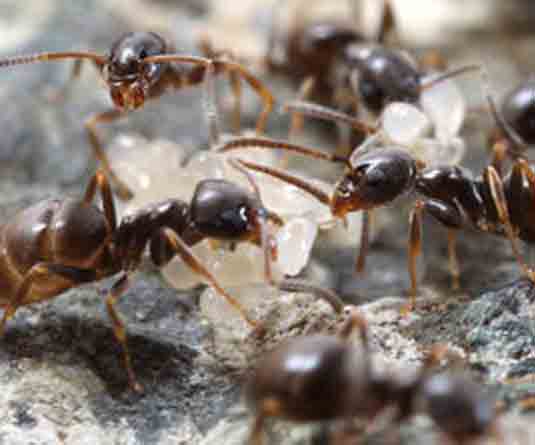 কুরআনের প্রামাণ্যতা ও পিঁপড়া-কাহিনী