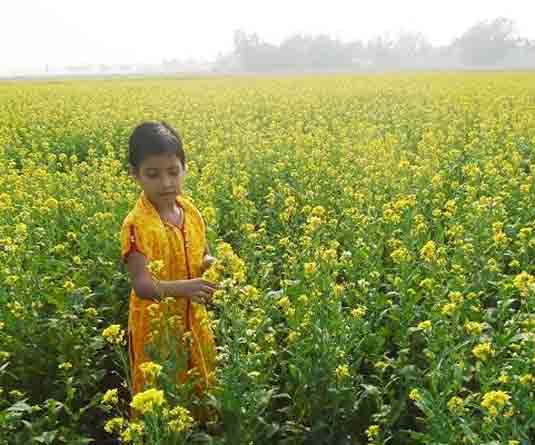 সরিষা চাষ