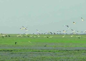 ভোলার চরে দুর্লভ পাখি