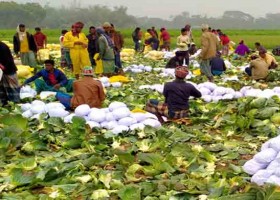 বিশ্ববাজারে মেহেরপুরের কপি