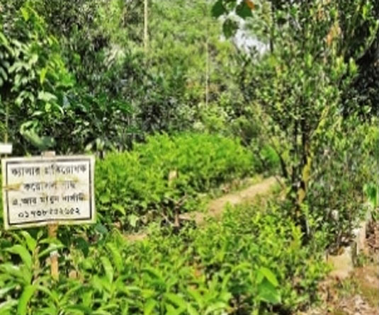 লেবু মিয়ার নার্সারি