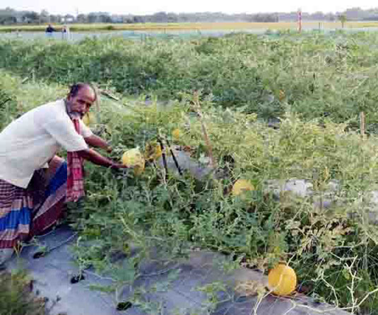 লকডাউনে সামসুল হক হয়ে গেলেন কৃষি উদ্যোক্তা