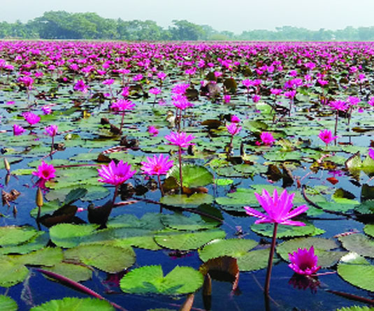 সাতলা বিল