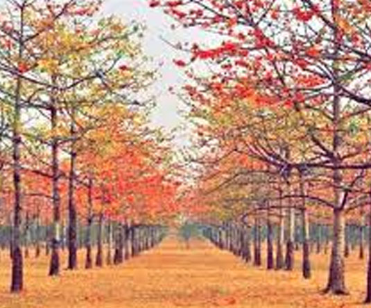 ফাগুনের এই চমৎকার সময়ে একটু ঘুরাঘুরিও করুন