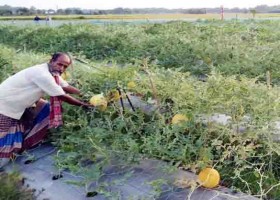 লকডাউনে সামসুল হক হয়ে গেলেন কৃষি উদ্যোক্তা